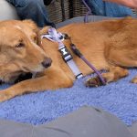 Lost dog returns home after swimming to island in 100-mile trip